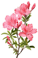 Fototapeta premium Azalea branch with pink flower, transparent background