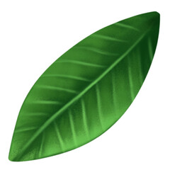 Fototapeta premium green leaf on a white isolated on transparant background
