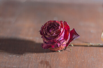Dramatic themed roses, withered and lifeless roses, still life, coppy space and wooden background