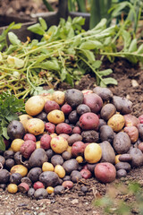 crop of multi-colored potatoes of different varieties dug out of the ground in the garden close-up in clear weather