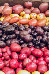 organic potatoes of different colors and sizes close-up selective focus, potato harvest