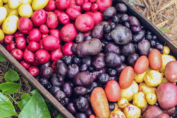 organic potatoes of different colors and sizes close-up selective focus, potato harvest