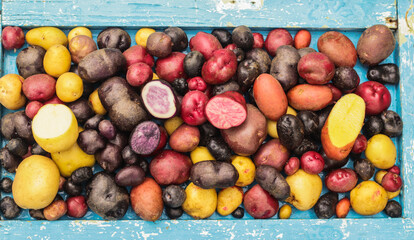 organic potatoes of different colors and sizes close-up selective focus, potato harvest