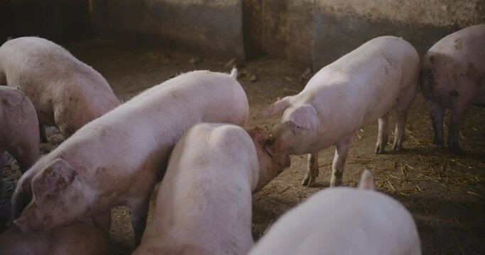 Pigs At Livestock Farm Group Of Piglets Swine