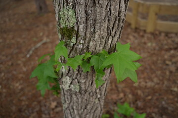 leaves on tree trunk