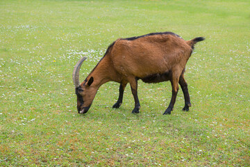 brown goat grazing at green meadow with daisies