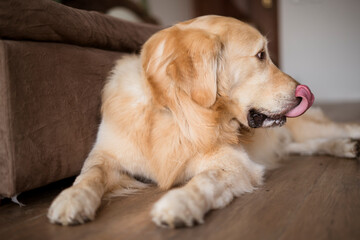 Beautiful Golden retriever Dog portrait