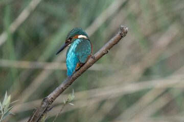 eisvogel auf dem Ast