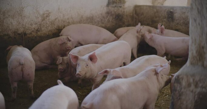 Pigs At Livestock Farm Group Of Piglets Swine