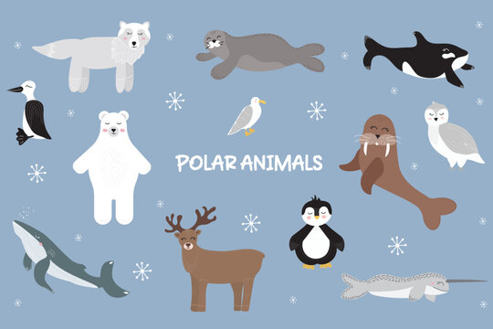 Vector illustration of cute polar animals, seabirds and mammals. Big set of wild arctic animals. Whale, narwhal, walrus, polar owl, polar bear, penguin, guillemot, albatross. Arctic deer. Vector illus