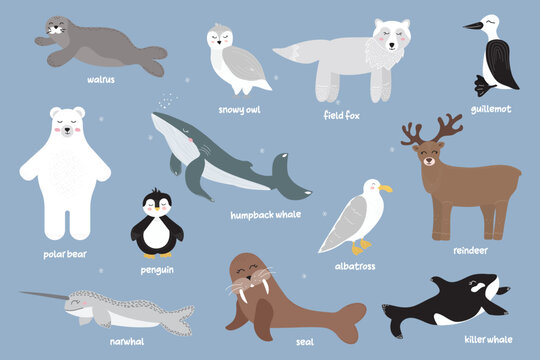 Vector set of polar animals with names. Seabirds and mammals. Whale, guillemot, albatross, narwhal, walrus, polar owl, polar bear, penguin, polar deer. Banner, poster. Isolated objects on a blue backg