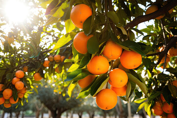 Fresh ripe oranges hanging on trees in orange garden. - obrazy, fototapety, plakaty