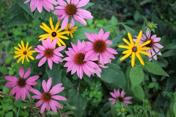 Fototapeta premium flowers in the garden