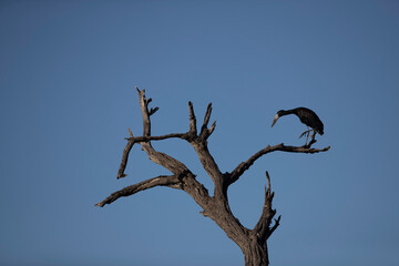 Openbill stalk on a branch