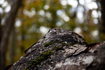 Close-up of a knot of an old fallen trunk with bark and bokeh effect, Monte Amiata, Tuscany, Italy