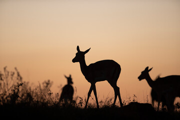 silhouette of an antelope