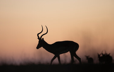 Antelope in the sunset © NixSouness