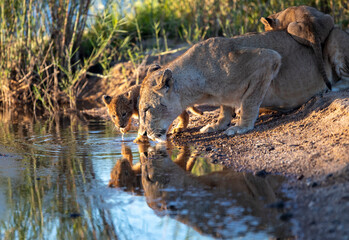 lion cub panthera leo