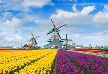 traditional Dutch scenery with windmill of Zaanse Schans with dramatic sky and tulips field , Netherlands