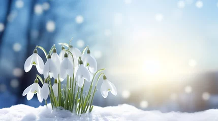Fotobehang white snowdrop flowers blooming outdoors in snow. ai generative © Oleksandr