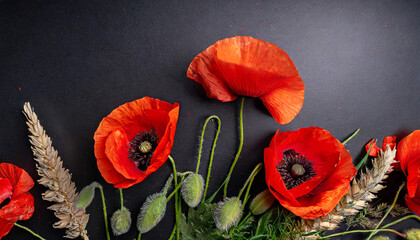 red poppies on black background remembrance day armistice day symbol