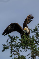 american bald eagle