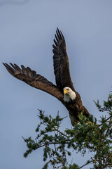American Bald Eagle