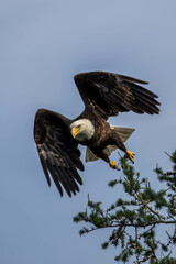 american bald eagle