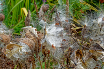 Milkweed plant bursting with seeds
