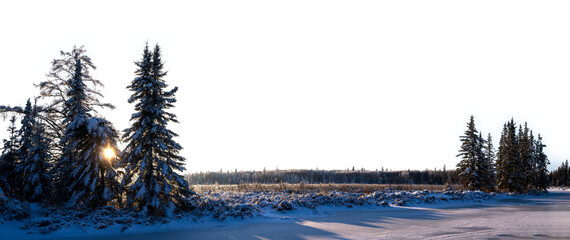 Panoramic view of a winter forest scene with large spruce trees on the left, a marsh in the center,...