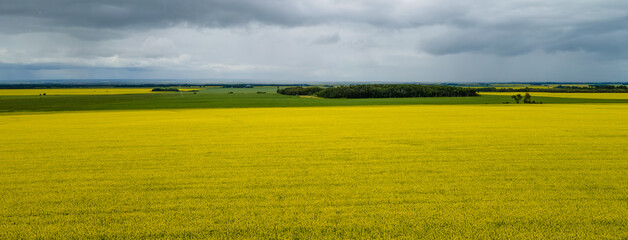 Panoramic view of a large bright yellow canola field with a background of wheat fields and trees.  The sky is full of gray storm clouds.
