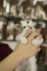 woman vet holding a cat