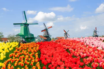 Fototapeten view of dutch windmills in Zaanse Schans with tulips field, Holland © neirfy