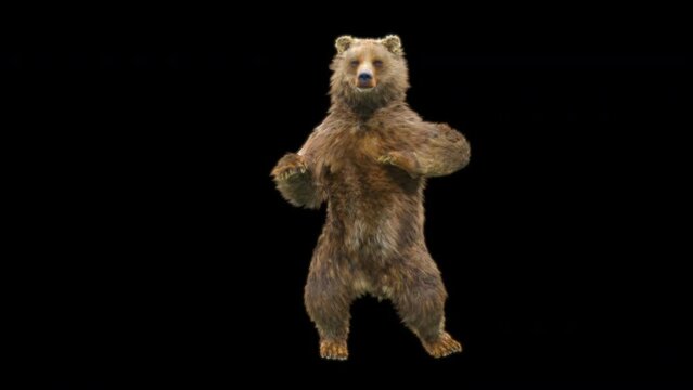 Bear Dancing CG fur 3d rendering animal realistic composition 3d mapping cartoon, Animation Loop, Included in the end of the clip with Luma matte.