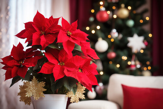 Beautiful poinsettia near Christmas tree on blurred background. Traditional Christmas flower