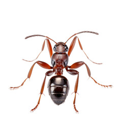 Close up ant isolated on transparent background, png clip art design element.