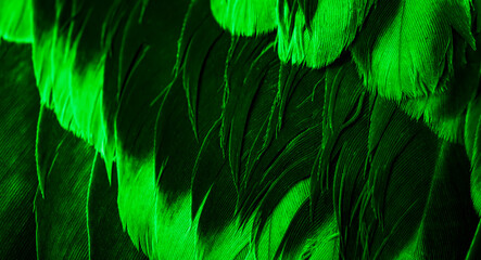 green feather pigeon macro photo. texture or background