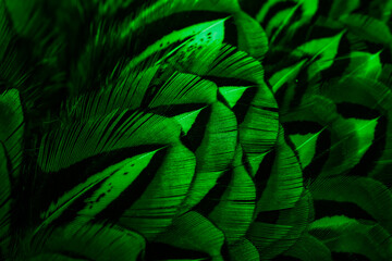 green feathers with an interesting pattern . background