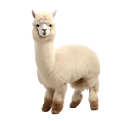  Cute alpaca isolated on transparent background, png clip art design element. Wild animal. © Sunny_nsk