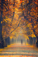Krajobraz, jesienna aleja w parku wśród drzew, Polska