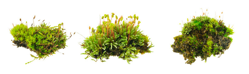 moss on white isolated background