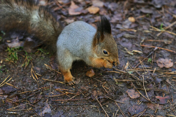 squirrel eating nut
