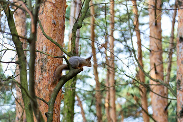 squirrel on tree