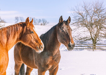 Two Thoroughbred geldings in a snowy field on a sunny day.