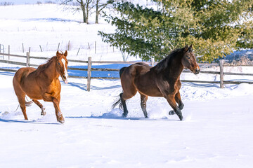 Two Thoroughbred horses running in a deep, snowy field on a sunny day.