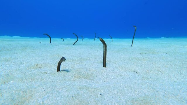Garden eels in sandy bottom