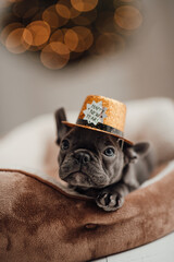 Portrait of funny gray puppy french bulldog in new year gold glitter hat at holiday setting