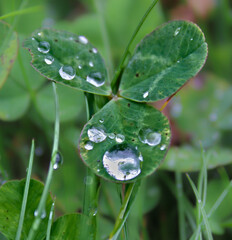 water drops on a green leaf