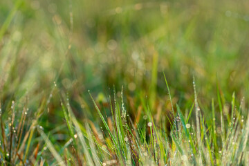 Green grass with dew drops close-up. Natural background.