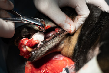 A veterinary dentist removes a diseased tooth from a dog under anesthesia in the operating room. A...